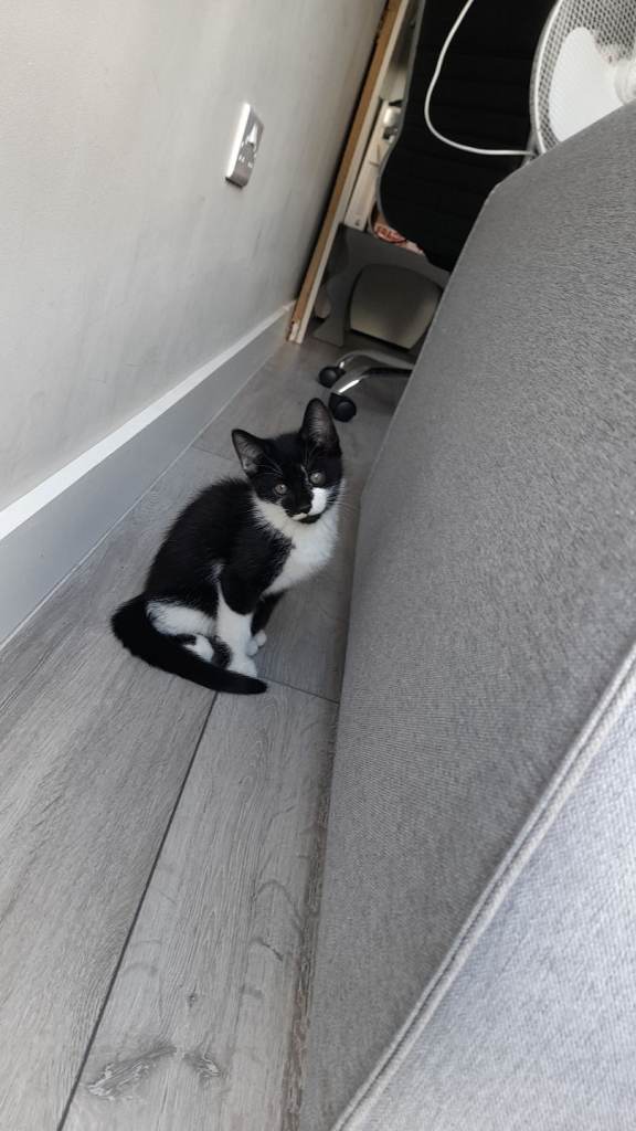 Kitten