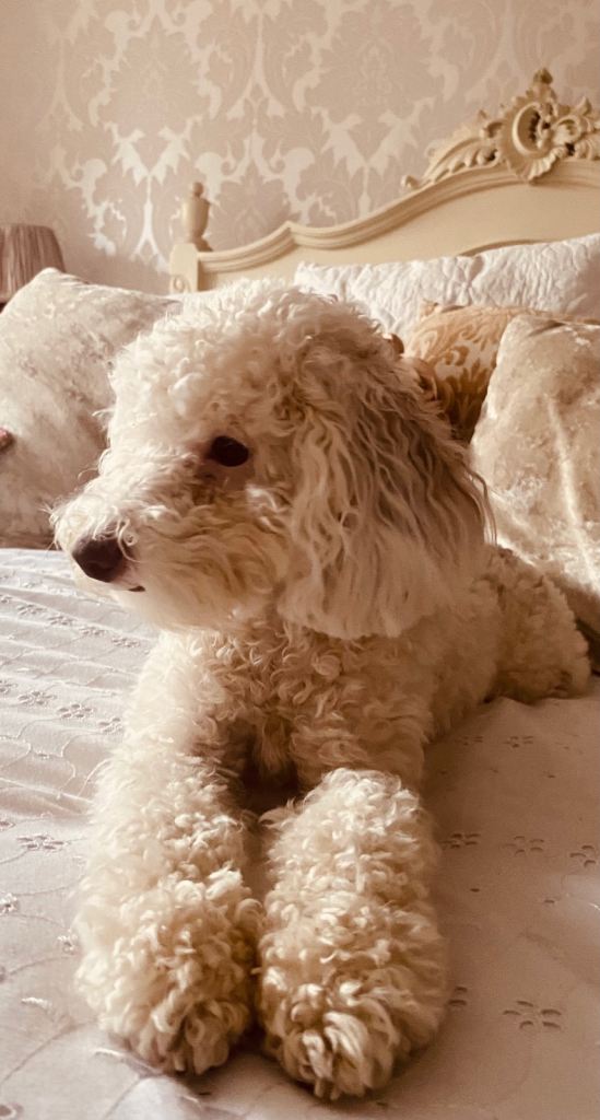 🤎🐾 Gorgeous F1BB Chocolate Cavapoo Puppies – Boy & Girl 🐾🤎