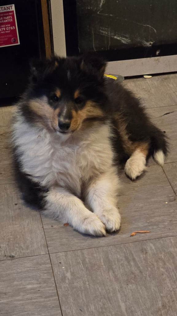 Rough collie puppy
