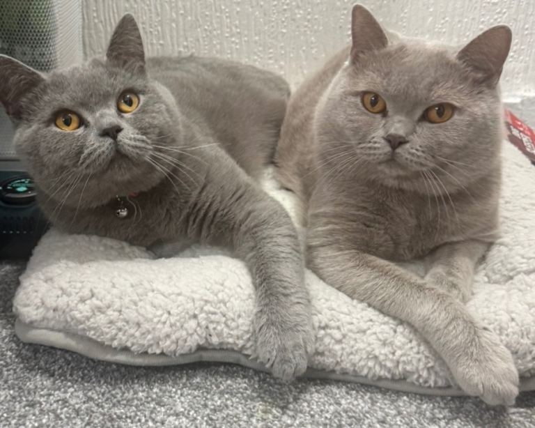X2 GREY BRITISH SHORTHAIR MALE CAT 1 YEAR OLD