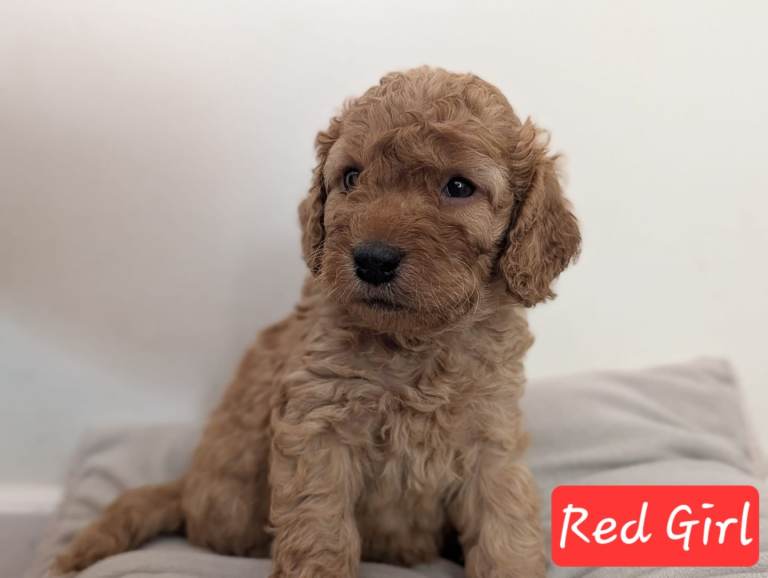 Cockapoo Puppies