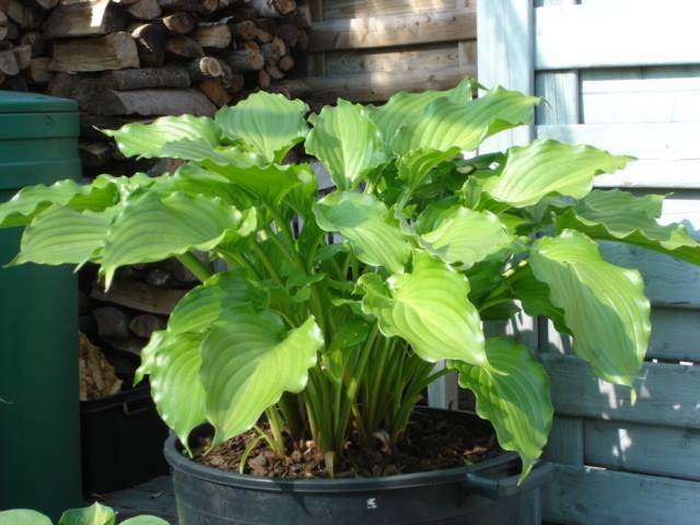 Hosta 'Irish Luck' in a 2 litre pot