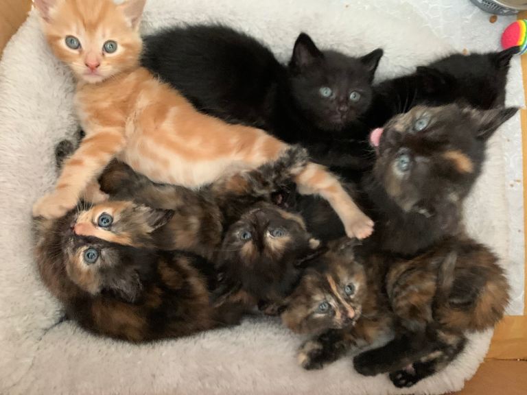 6 Turkish Angora x kittens Ready now  - 4 left, 