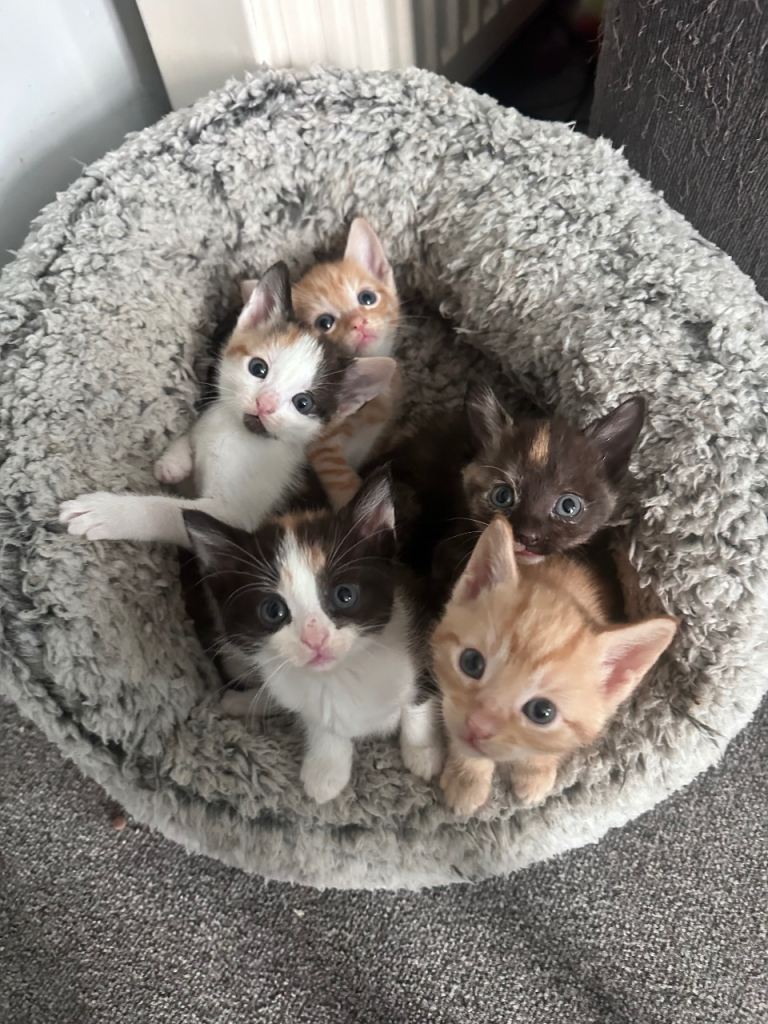 Kittens for sale 3 LEFT