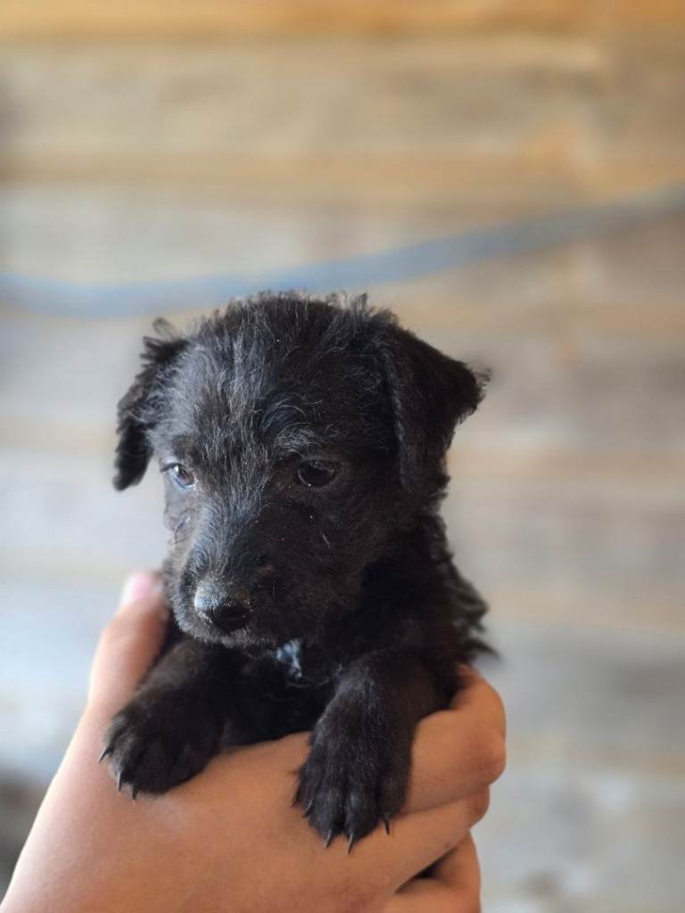 Patterdale terrier fell terrier puppies 
