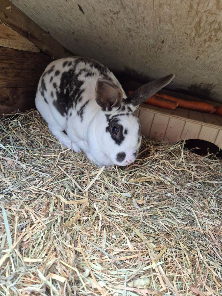 2 female Rabbits