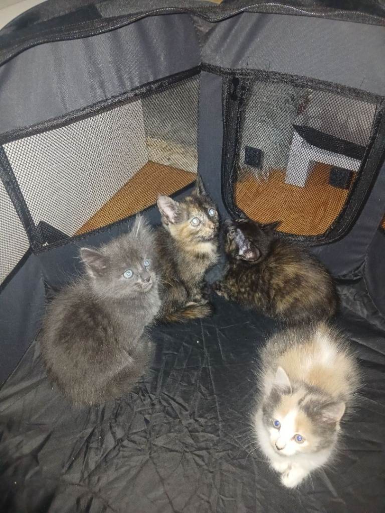 Fluffy kittens 3 girls, 1 boy