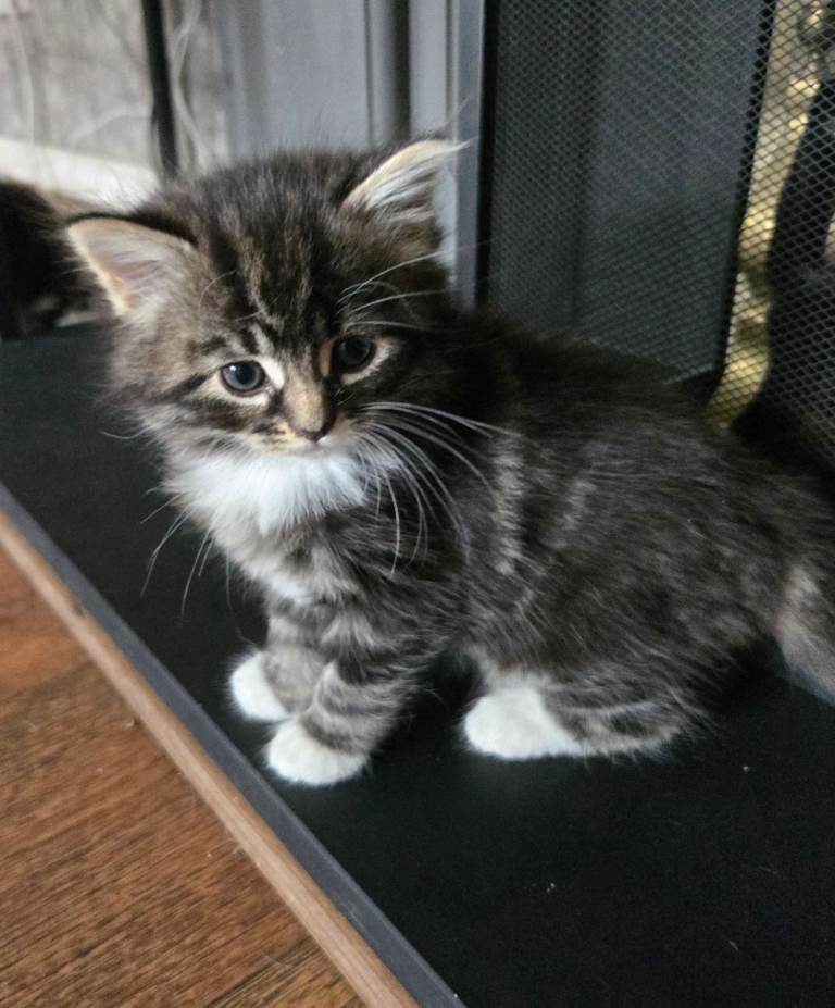 Longhair kittens