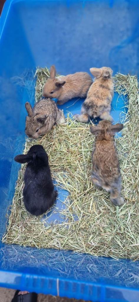 Mini lop rabbits for sale