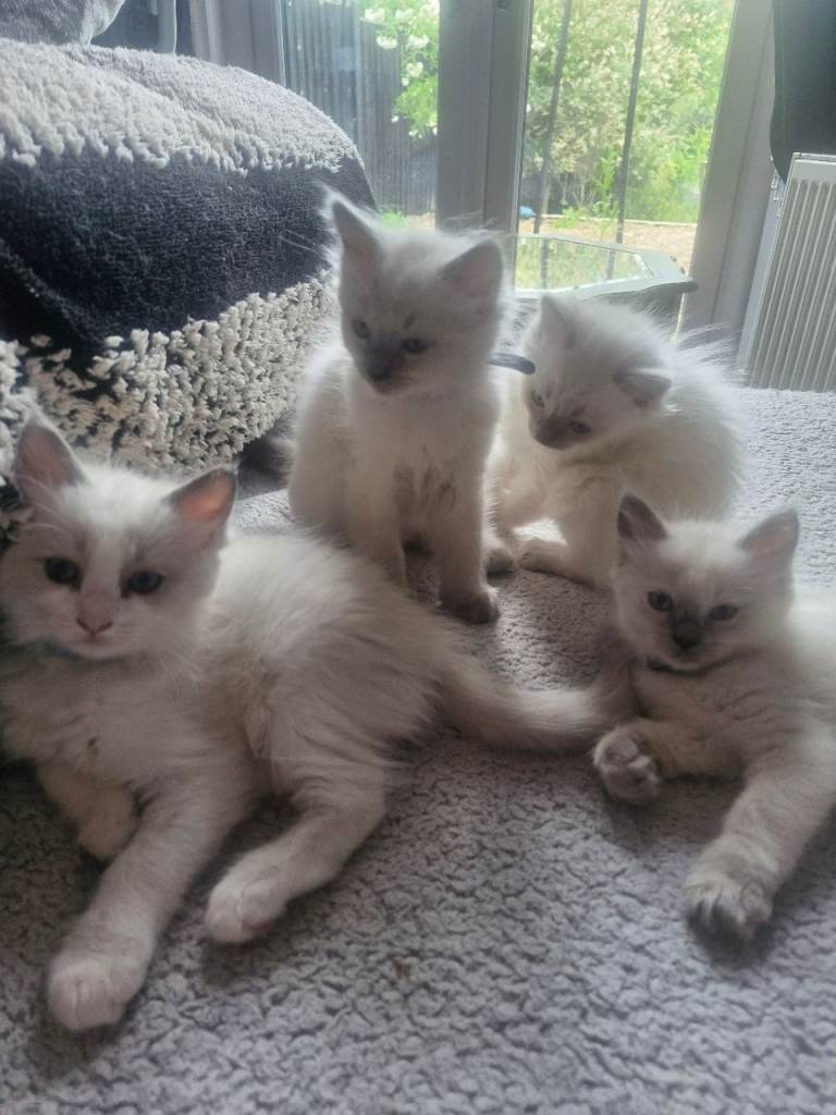 Ragdoll kittens 