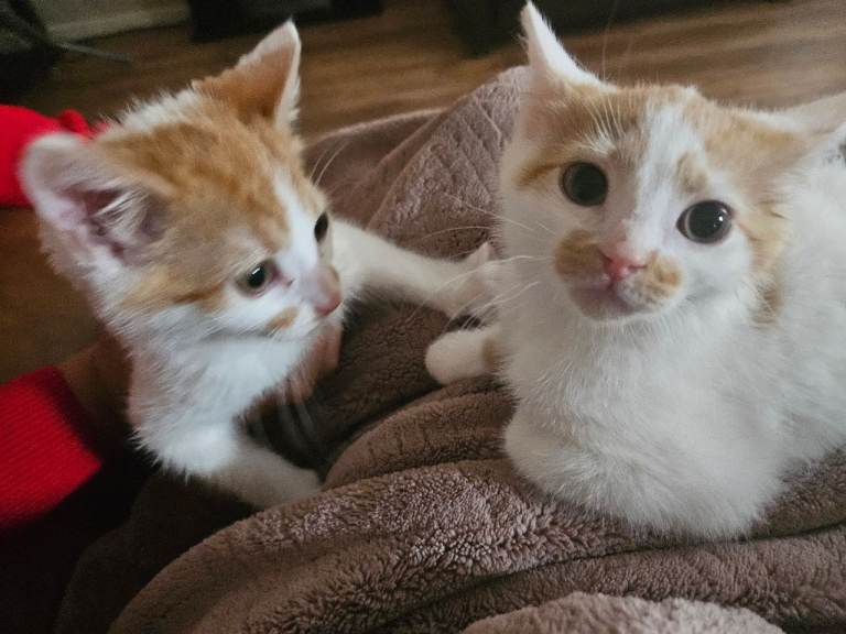 2 male kittens looking for forever homes 