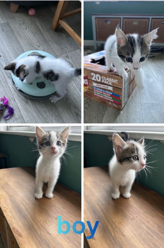 🐾 adorable kittens 🐾