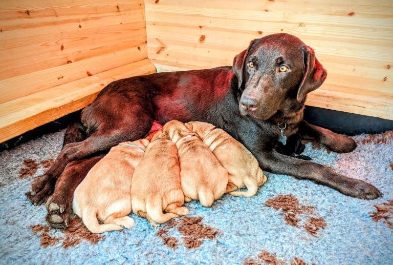 Fully Health Tested/RKC Labrador Pups - Ready May