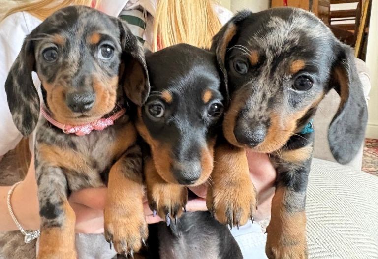 Minature Short Haired Dachshunds
