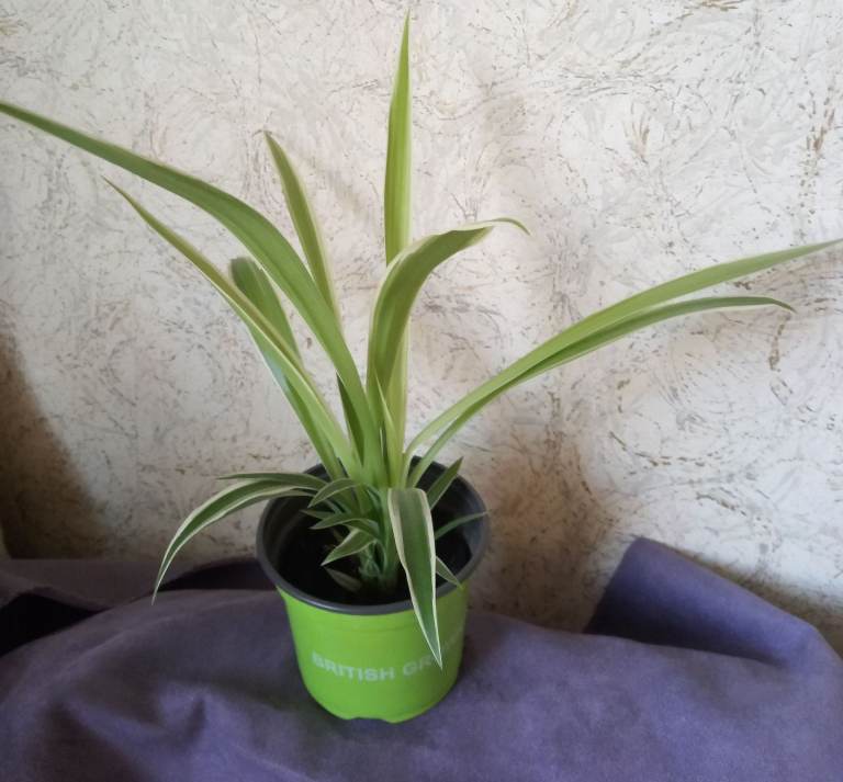 Healthy Spider Plant in Green Pot