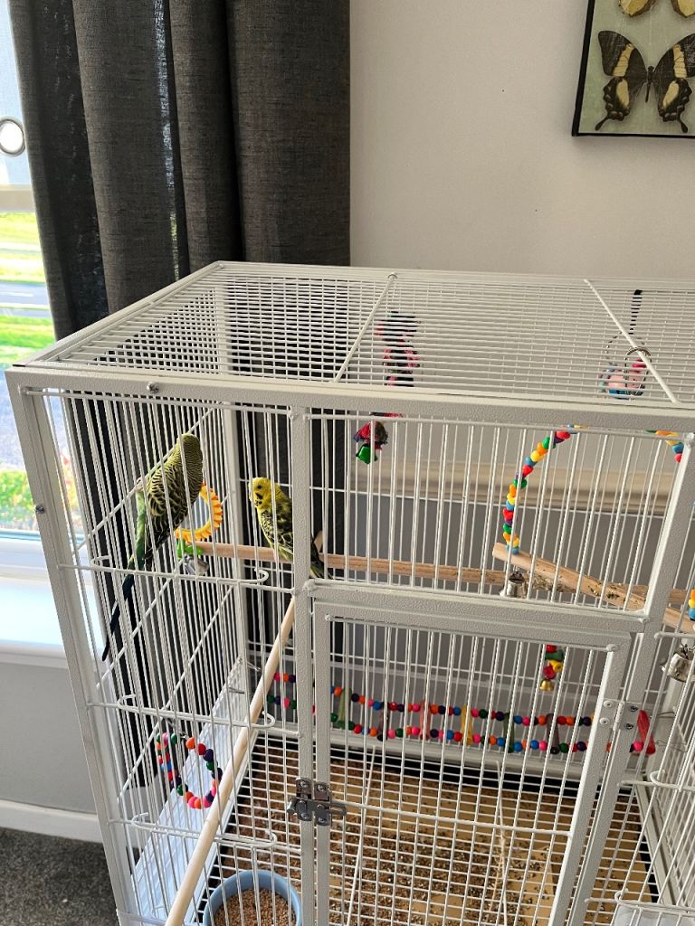 2 x Budgies, Cage & Accessories 