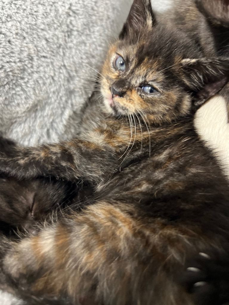 URGENT Ragdoll kitten last one 