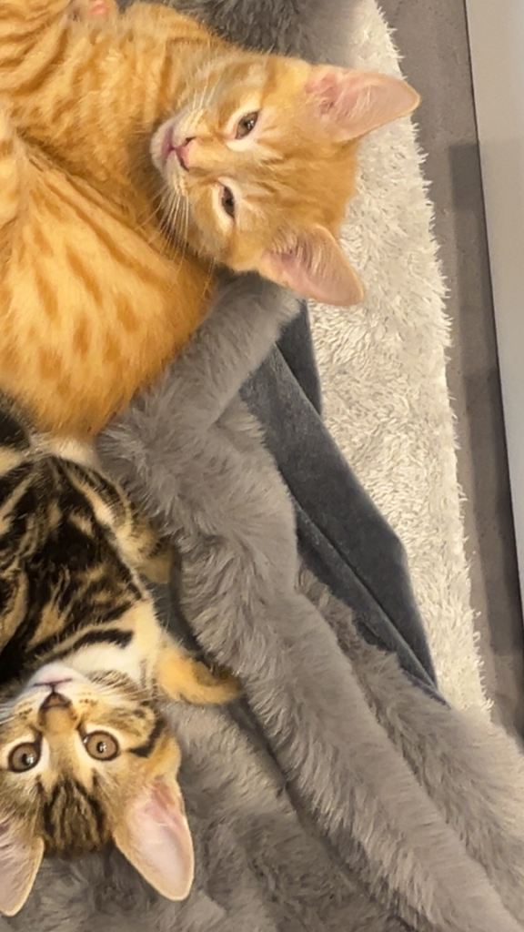 X2 10 week old kittens 