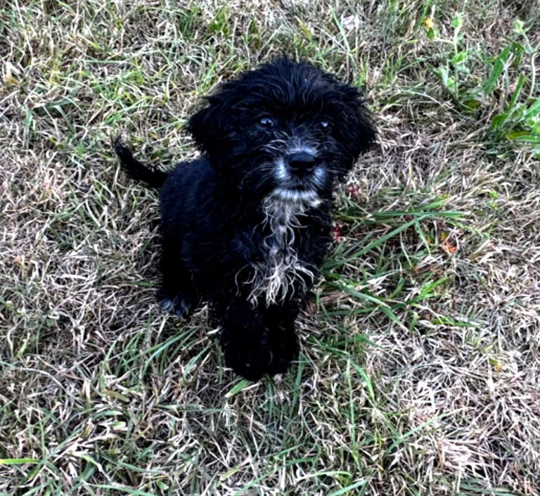 Cockerpoo puppies 
