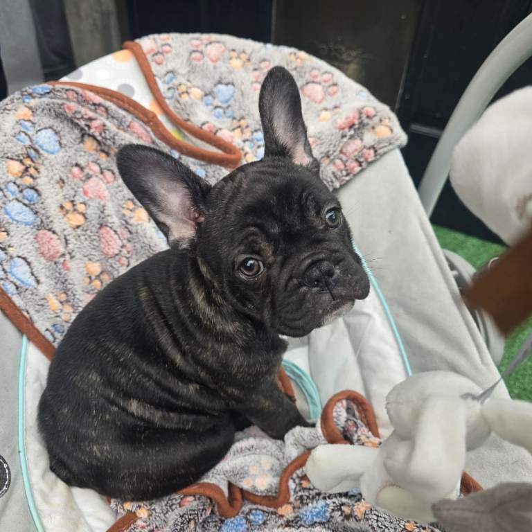 French Bulldog Girl Puppy – Luna – Ready Now – £950