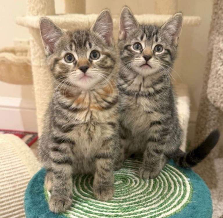 Fluffy Tabby & Shorthaired Kittens Friendly 