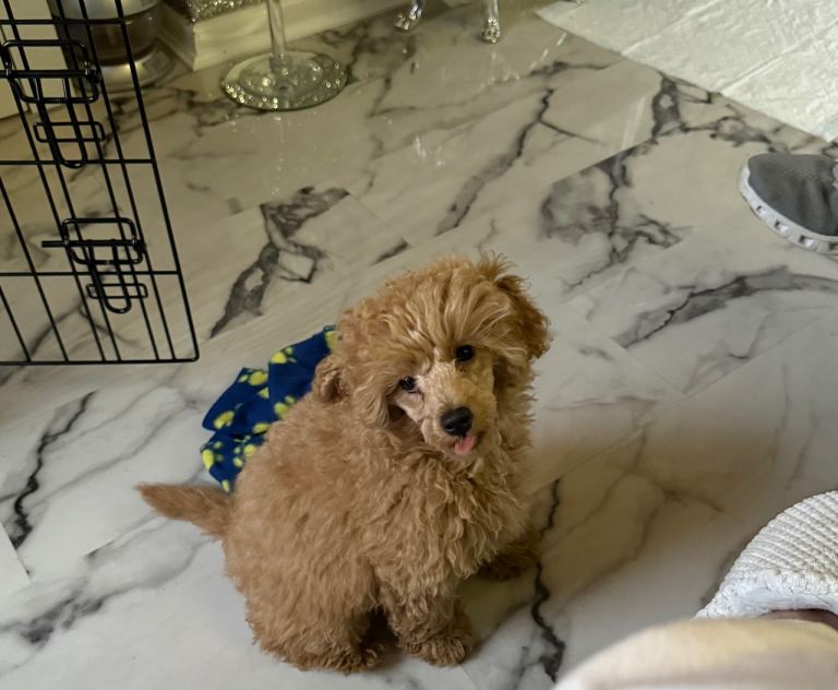 Apricot toy poodle puppy 