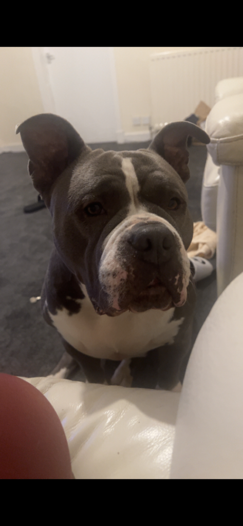 Pocket bully for sale 
