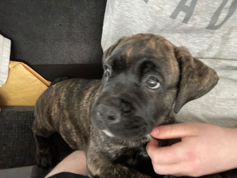 8 week old cane Corso x mastiff