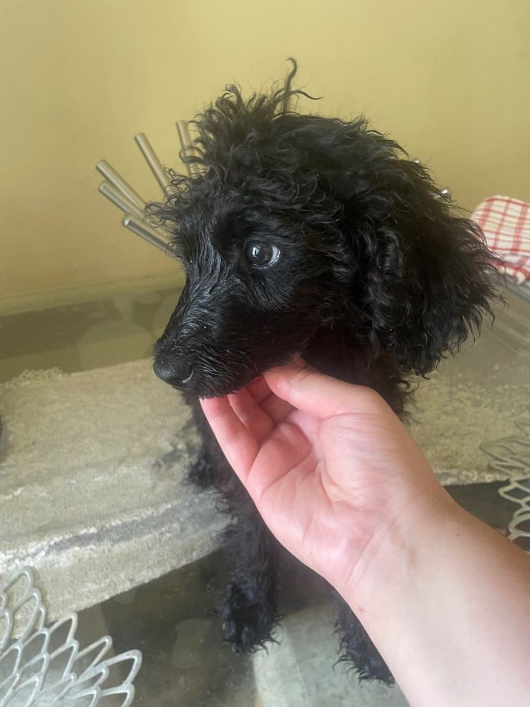 Exceptional kc health tested standard poodle 