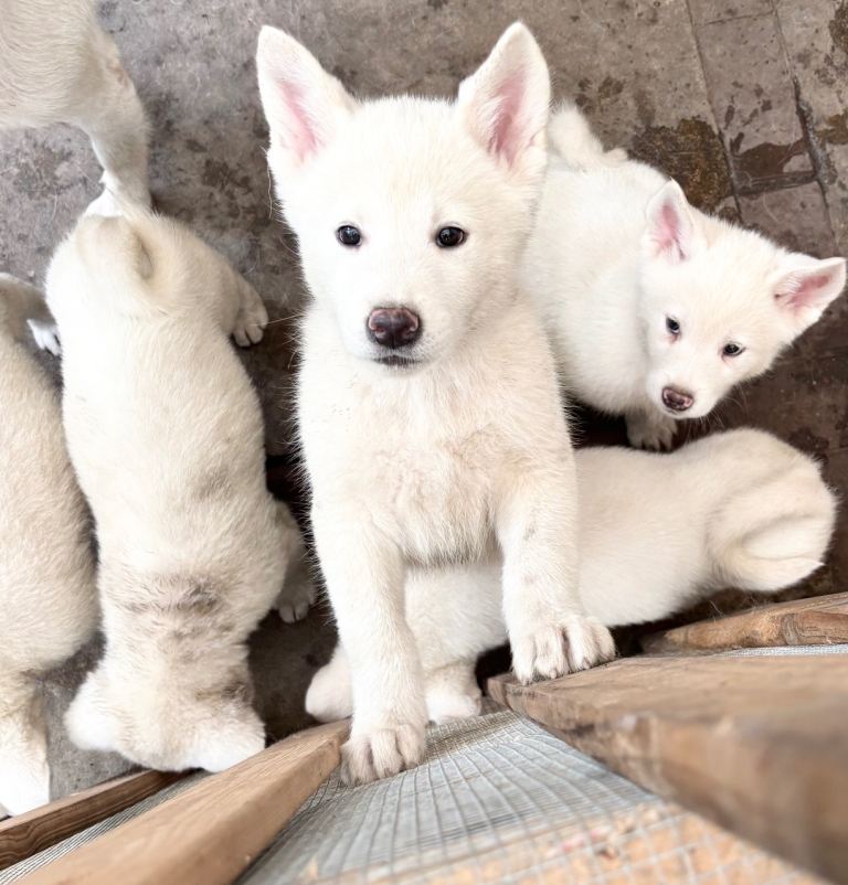 Japanese Akita Inu Puppies 