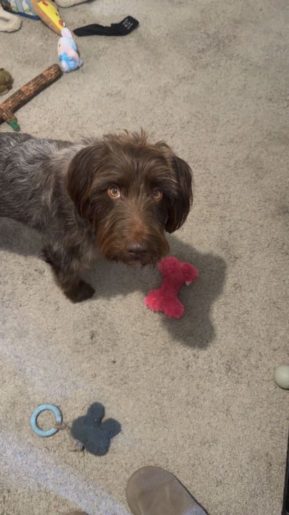 Sensitive Male Dog Looking for Calm, Experienced Home