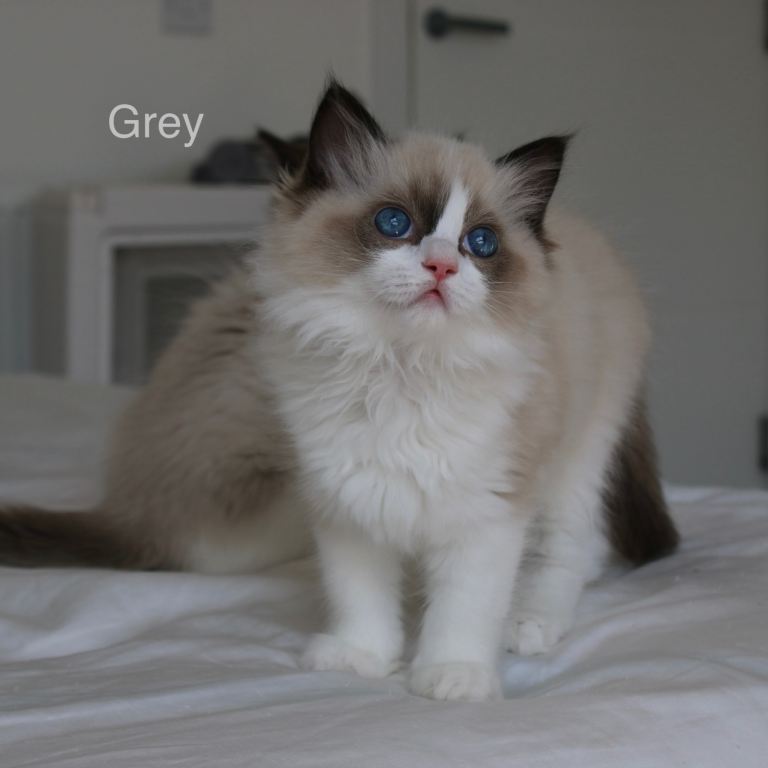 Tica Registered Ragdoll Kitten 
