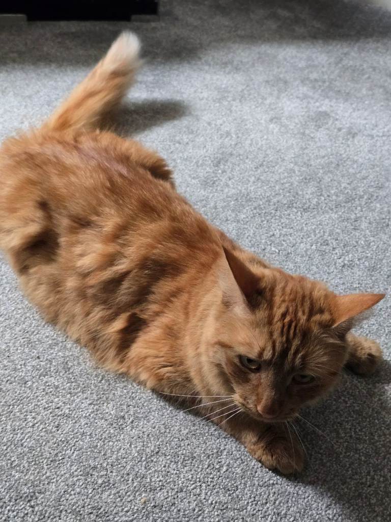 Looking for a forever home 