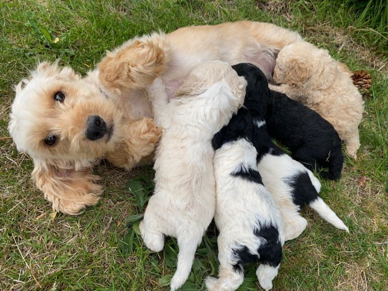 F1 Cocapoo puppies 