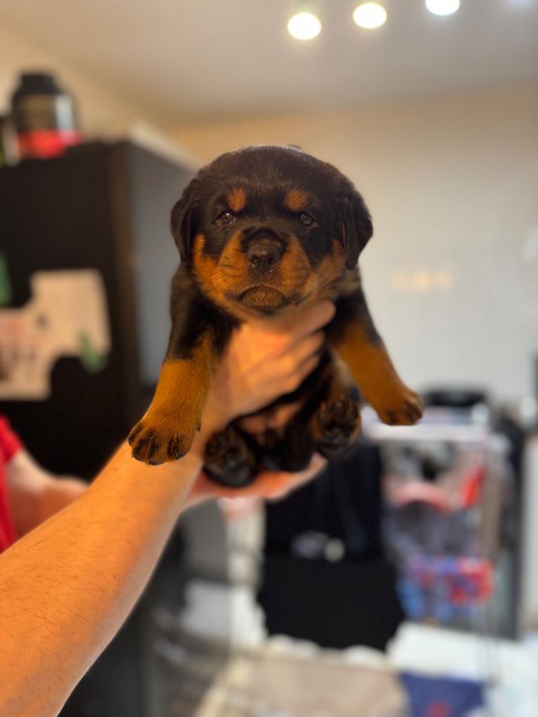 Rottweiler puppy 