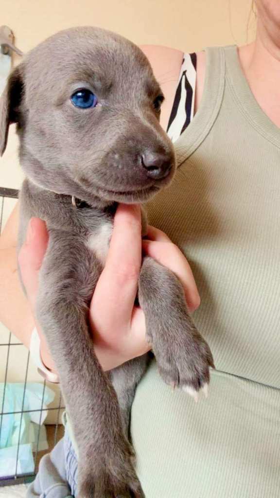 Whippet puppies 