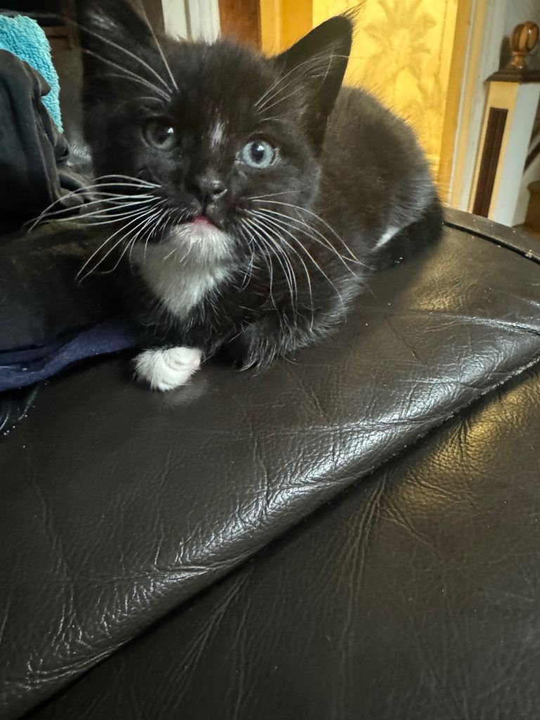 Black and white female kitten