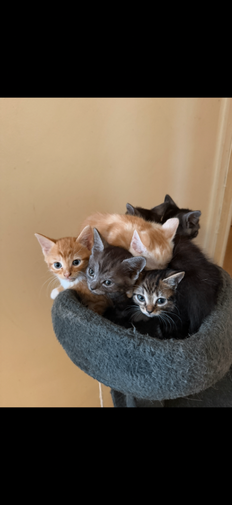 ADORABLE KiTTENS!! £200 ONO