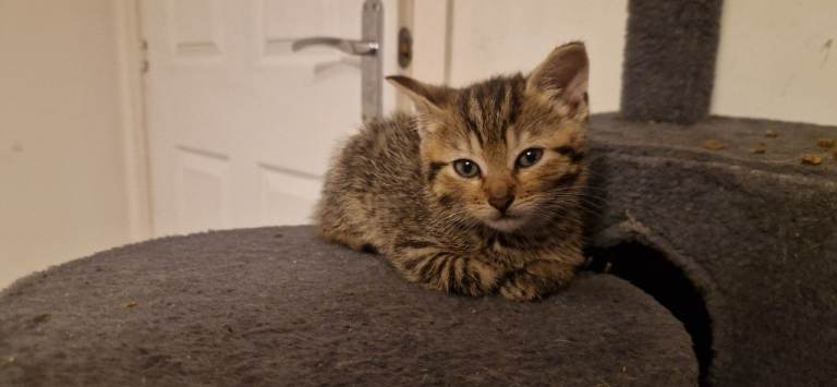 Female kittens