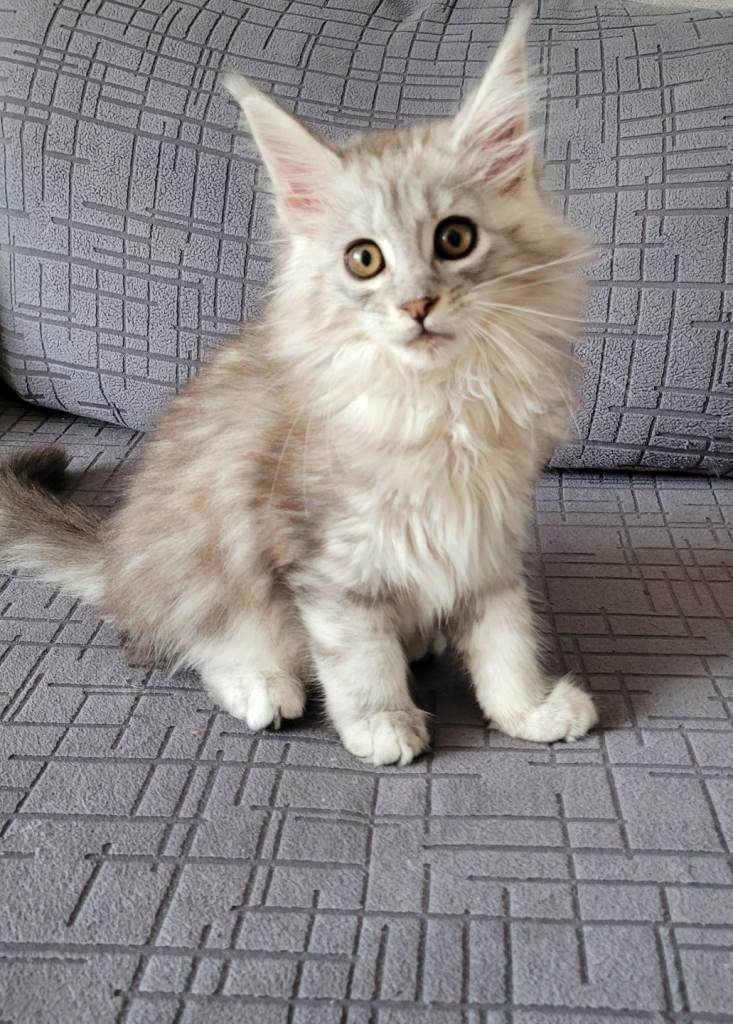 Maine coon kittens 