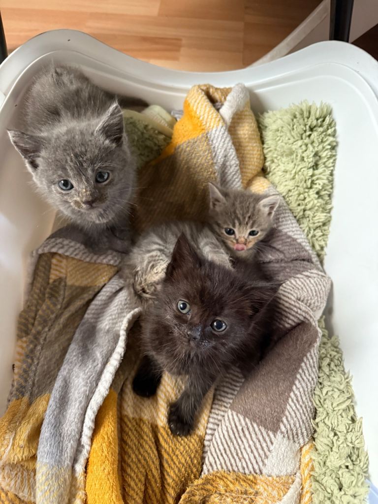 4 mixed Maine Coon Kittens