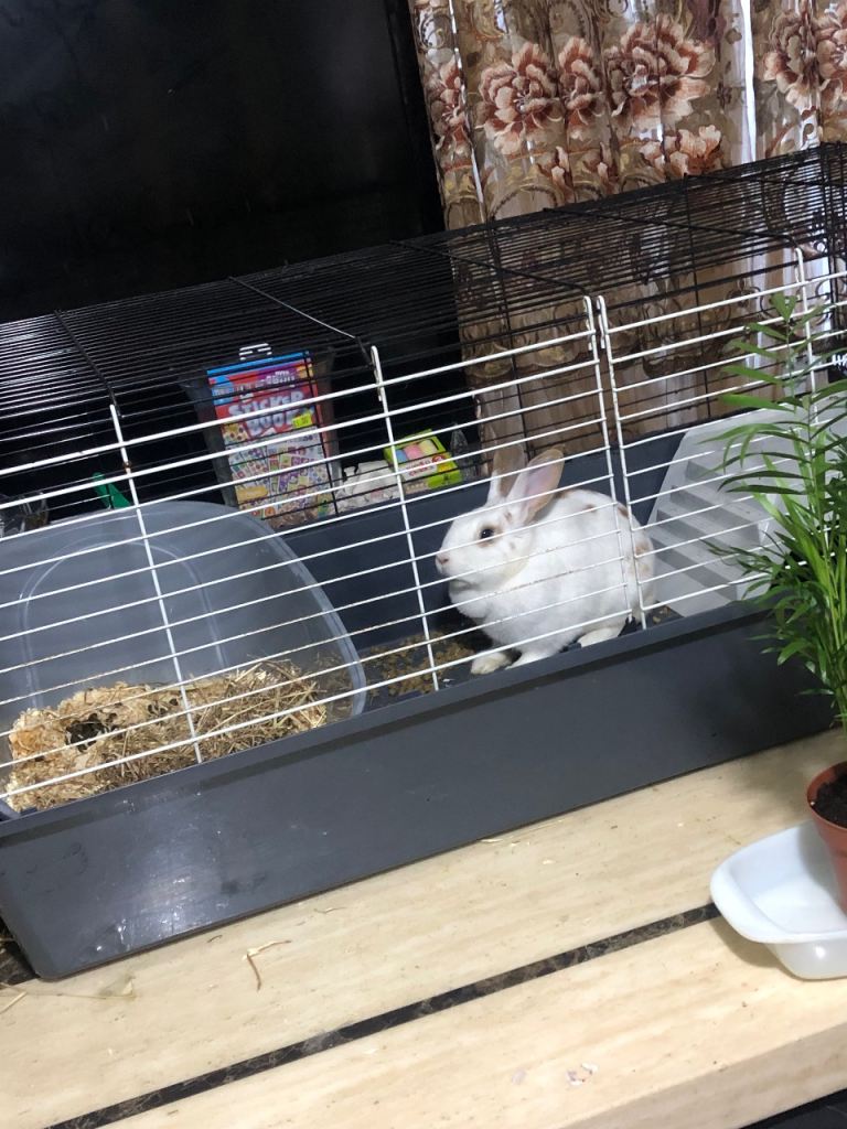 2 x  healthy Rabbits