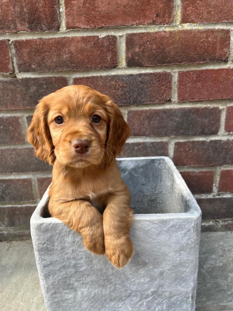Sprocker Puppies