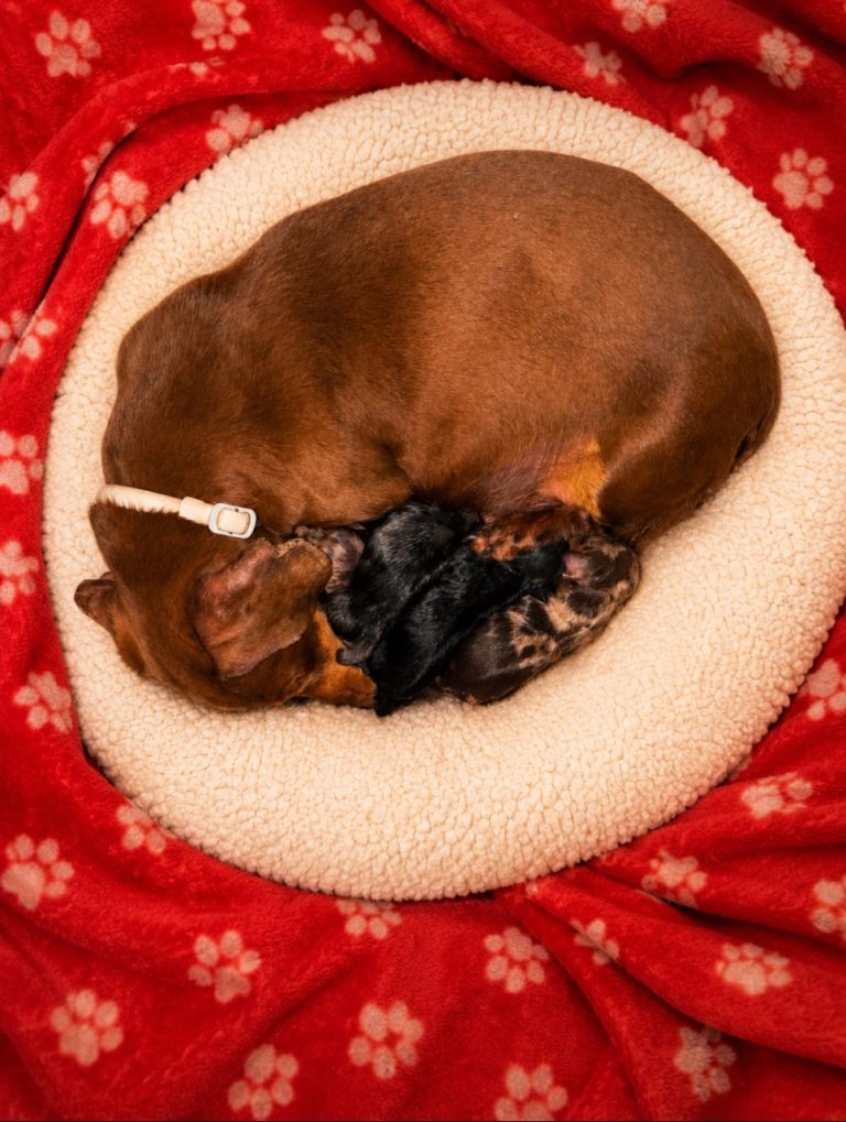 Miniature dachshund puppies 