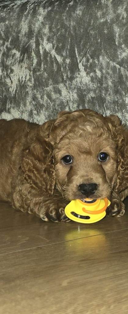 1 Boy Miniature F3 cockapoo 