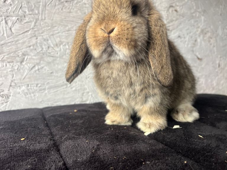 Pure mini lop 