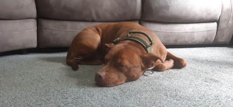 Beautiful Male Staffy