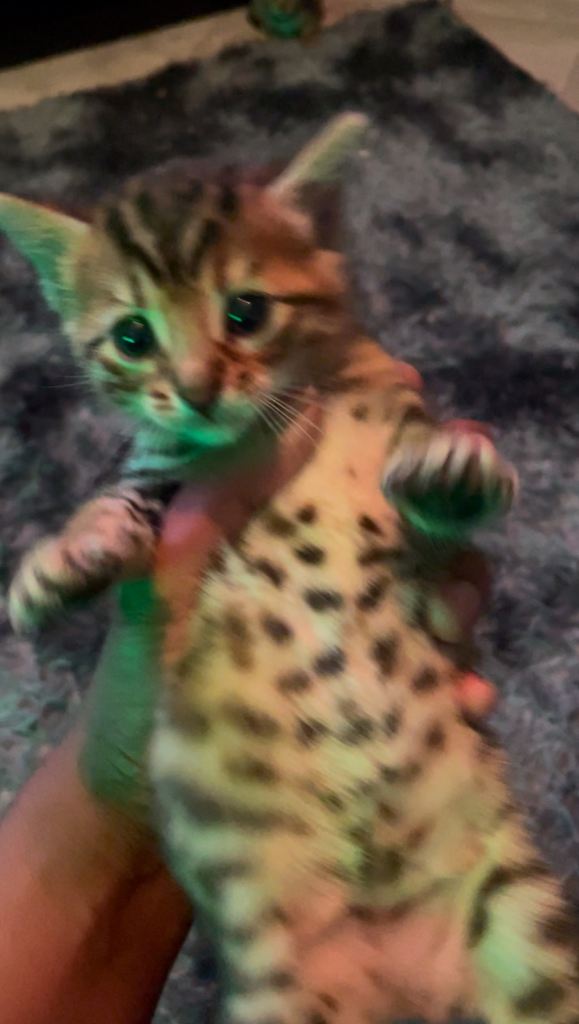 image for Bengal kittens ready for rehoming