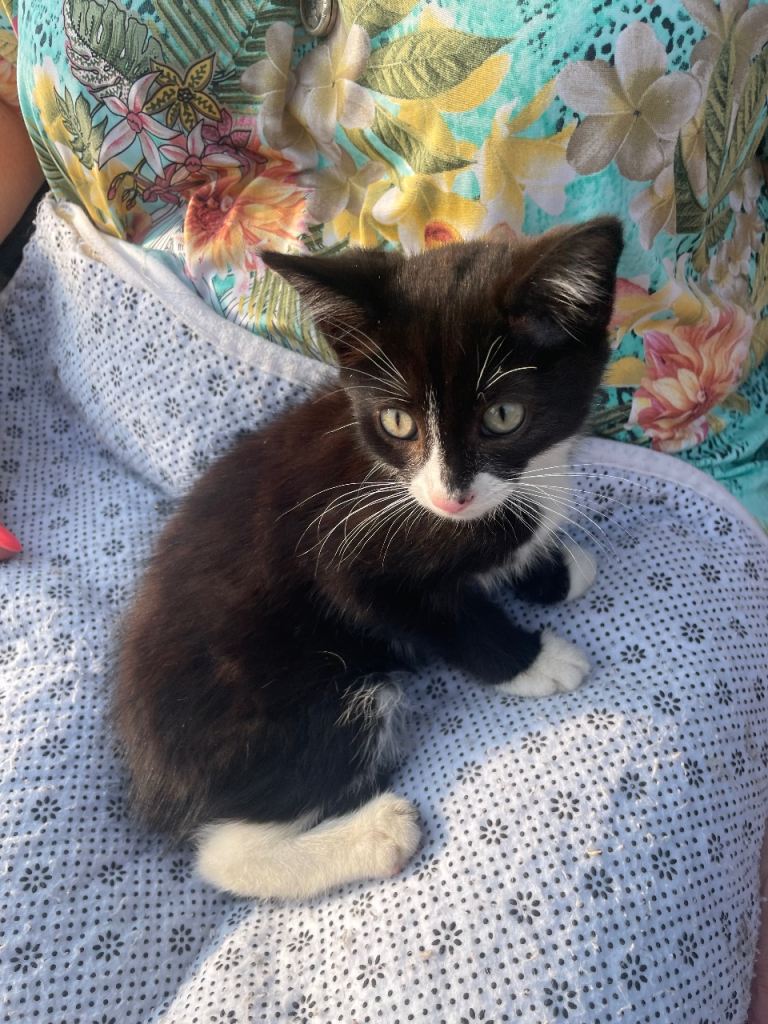 Kittens for sale