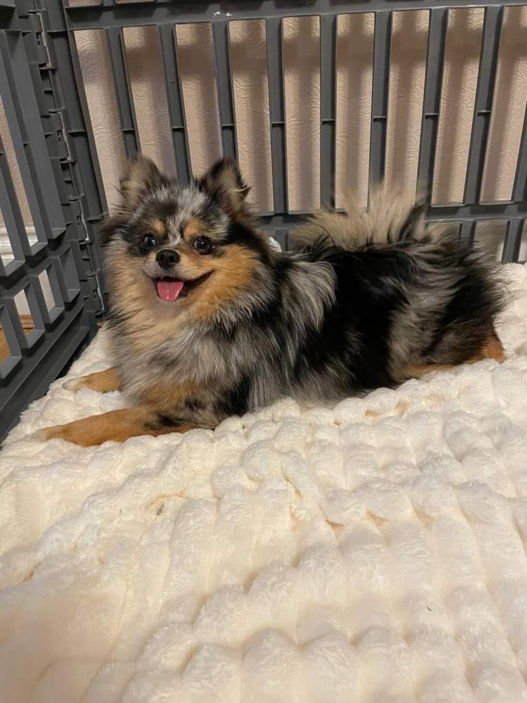Beautiful Blue/Tan Pomeranian Merle Girl